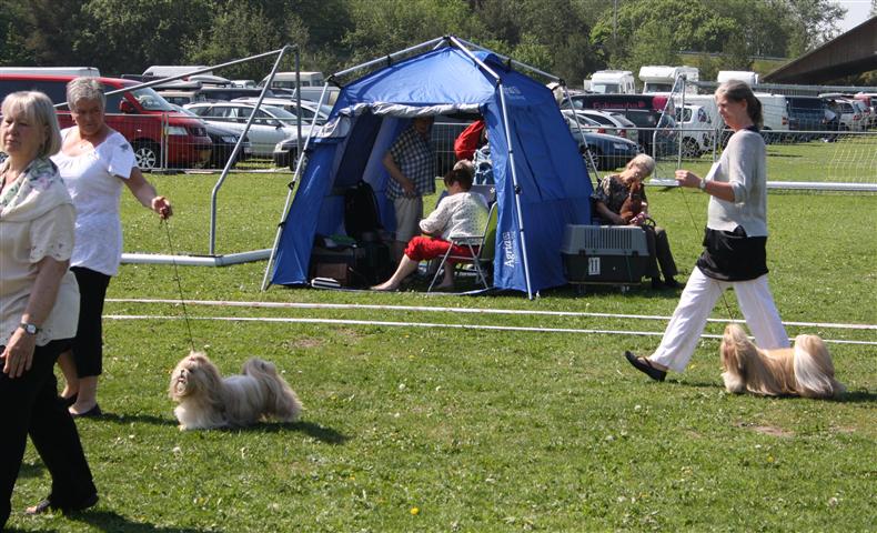 Shih Tzu Danmark